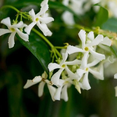 S SIKDER STORE Jasmine Plant(Hybrid, Pack of 1)