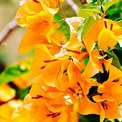 Aquinnah Baugainvillea Plant(Hybrid, Pack of 1)