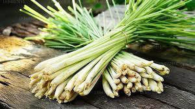 APOSOLUARD Lemon Grass Plant(Hybrid, Pack of 1)