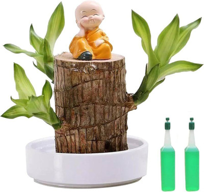 Cloud Farm Mini Brazalian wood(Hybrid, Pack of 1)