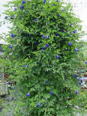 NATURESNURSERYY Aparajita/ Butterfly Pea Plant(Hybrid, Pack of 1)
