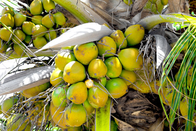 GreenHavenn Coconut Plant(Hybrid, Pack of 1)
