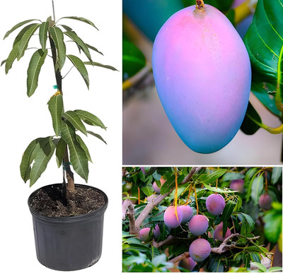 Green view Mango Plant(Hybrid, Pack of 1)