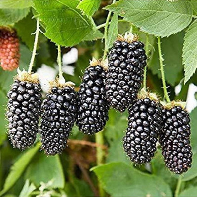 My Dream Nursery Shahtoot/Mulberry Plant(Hybrid, Pack of 1)