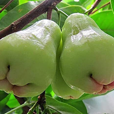 APOSOLUARD Wax Apple White Wax Fruit(Hybrid, Pack of 1)