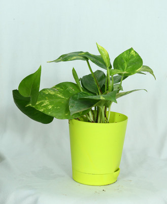R K R TRADERS Money Plant(Hybrid, Pack of 1)