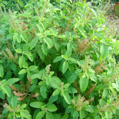 RupRish Tulsi Plant(Hybrid, Pack of 1)