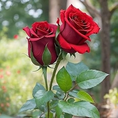 LtSurya Enterprise Rose Plant(Hybrid, Pack of 1)