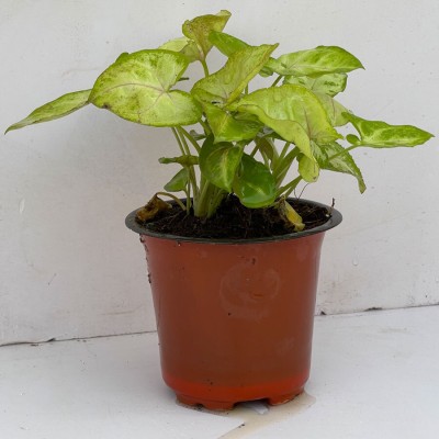 nursery kart Syngonium White Butterfly Plant(Hybrid, Pack of 1)