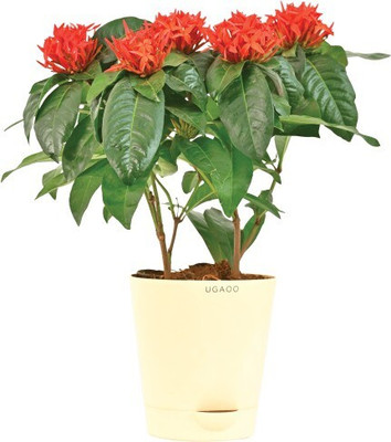 Bakuchi Trothic Ixora/Chethi Plant(Hybrid, Pack of 1)