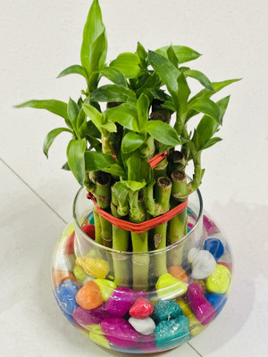 Highlight dreams Two Layer Bamboo Plant(Hybrid, Pack of 1)