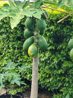 DEYS AGRO ™ papaya seeds,best f1 papaya seeds hybrid fruit Seed(100 per packet)