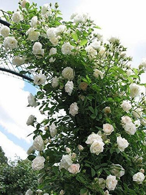 Aquinnah Rose Plant(Hybrid, Pack of 1)