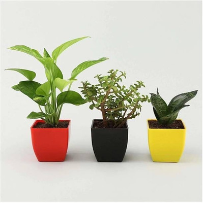 WB Wood Gibbs Money Plant(Pack of 3)