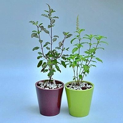My Dream Nursery Tulsi Plant(Hybrid, Pack of 1)