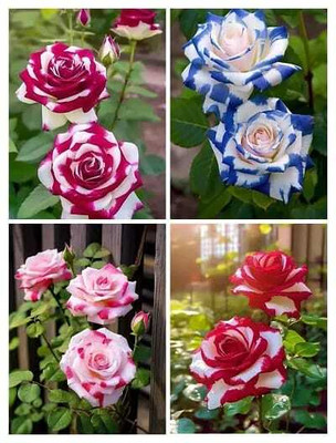 ToGon Rose Plant(Hybrid, Pack of 4)