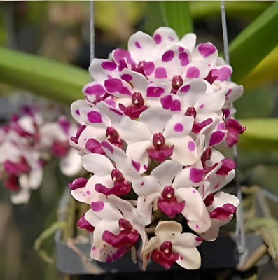 Green view Orchid Plant(Hybrid, Pack of 1)