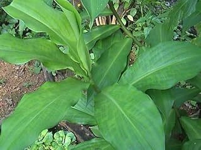 NATURESNURSERYY Insulin Plant(Hybrid, Pack of 1)