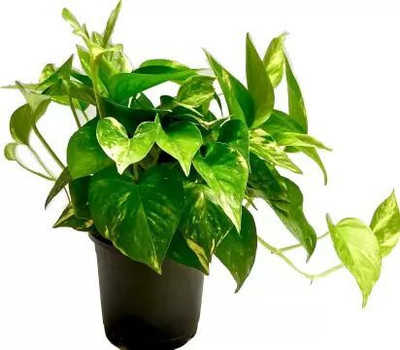 Oxygreenplant Money Plant(Hybrid, Pack of 1)