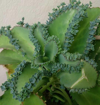 Cloud Farm Bryophyllum Pinnatum/Patharchatta Plant(Hybrid, Pack of 1)