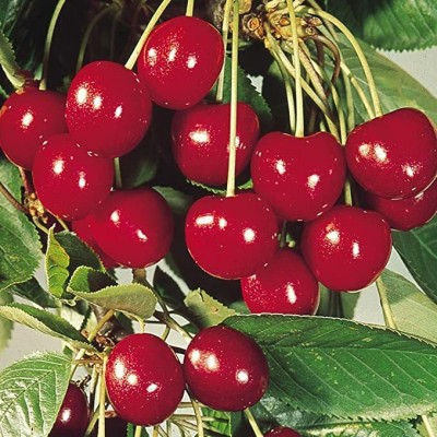 Aywal Sweet Cherry Fruit Seeds For Your Garden Seed(8 per packet)