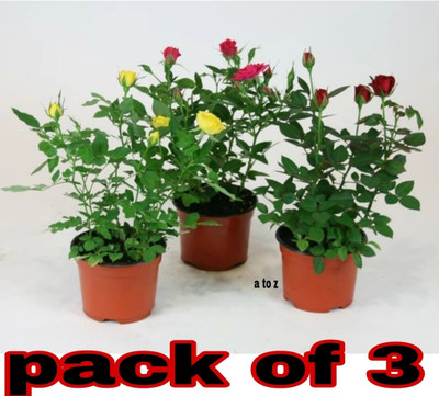 AMBRUZZ Rose Plant(Hybrid, Pack of 3)