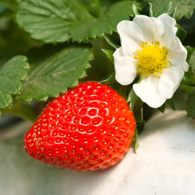 sriya plant house Strawberry Plant(Hybrid, Pack of 1)