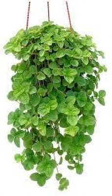 KPL CREEPING Creeping Charlie Hanging Plant(Hybrid, Pack of 1)