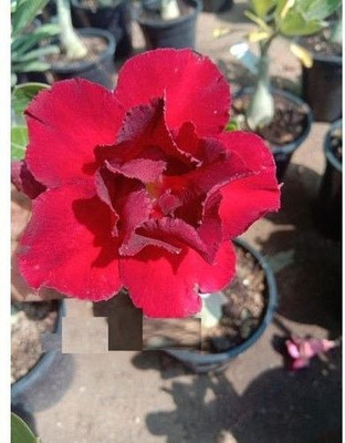 Oxygreenplant Adenium Plant(Hybrid, Pack of 1)