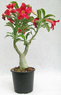 Oxygreenplant Adenium Plant(Hybrid, Pack of 1)