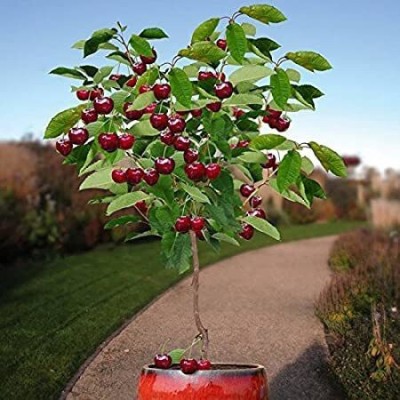 BALA PLANT CREATION Cherry Fruit Plant(Hybrid, Pack of 1)