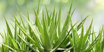 priyashitaNursery Aloe Vera Star Plant(Hybrid, Pack of 1)