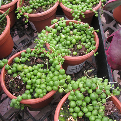 The Himalyanroots String of Pearls(Hybrid, Pack of 1)