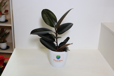 Cloud Farm Rubber Tree(Hybrid, Pack of 1)