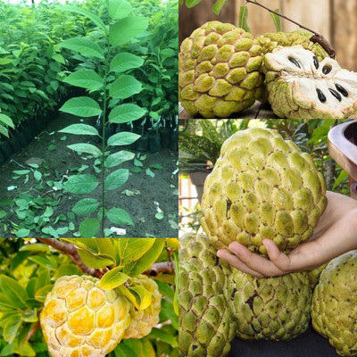 Cloud Farm Custard Apple Plant(Hybrid, Pack of 1)