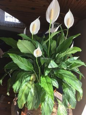 MAITRA AND SONS Peace Lily Plant(Hybrid, Pack of 1)