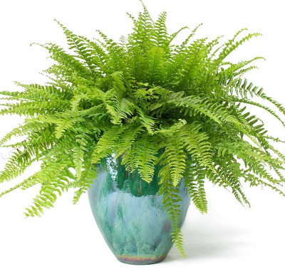 podhey Fern Plant(Hybrid, Pack of 1)