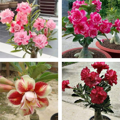 SOUTASTRADER Adenium Plant(Hybrid, Pack of 4)