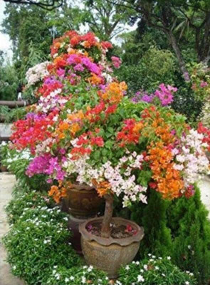 Dream malll Baugainvillea Plant(Hybrid, Pack of 1)