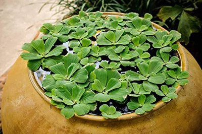 sealok Water Cabbage Seed(15 kg)