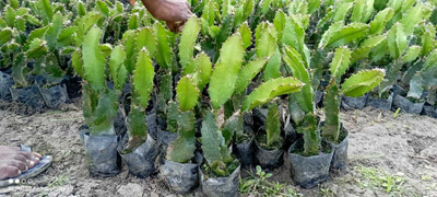 Aquinnah Graden Dragon Tree(Hybrid, Pack of 1)