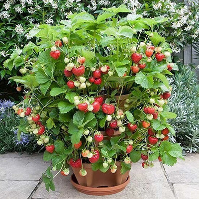 Cloud Farm Strawberry Plant(Hybrid, Pack of 1)
