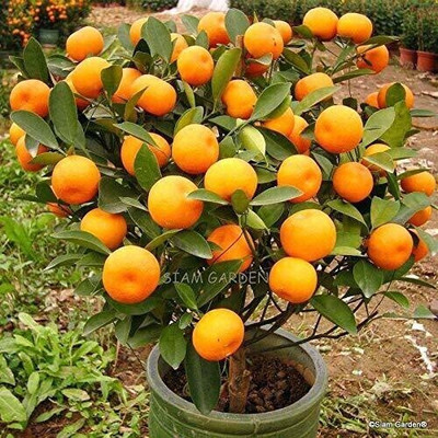 PlantShop Orange Plant(Hybrid, Pack of 1)