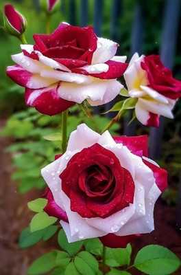 GreenyOn Rose Plant(Hybrid, Pack of 1)