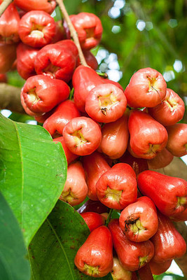 Manjunursery Wax Apple White Wax Fruit(Hybrid, Pack of 1)