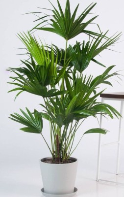 Skrhuvoy Fountain Palm Plant(Hybrid, Pack of 1)