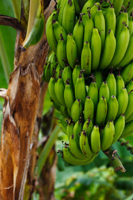 CooPany Banana Plant(Pack of 1)