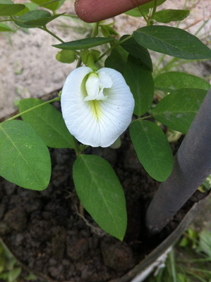 Aparajita Ajwine Plant(Hybrid, Pack of 1)