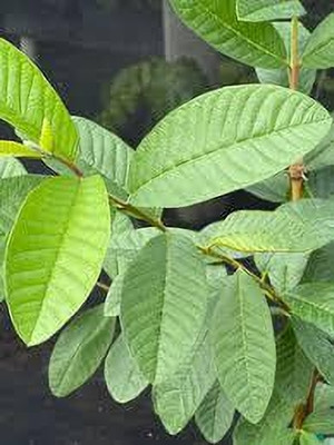 ALOCHUZ Guava Plant(Hybrid, Pack of 1)