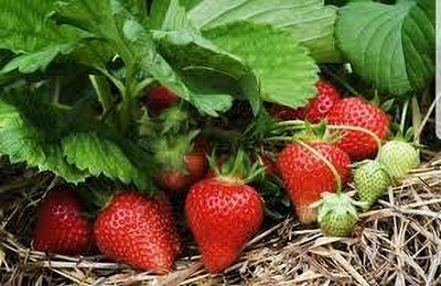 BREEZY BLOOMS Strawberry Plant(Hybrid, Pack of 1)